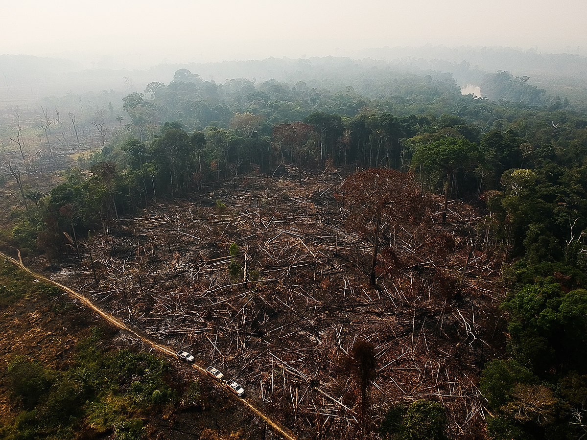 Área de floresta derrubada e queimada e vista na zona rural do município de Apuí, Amazonas (Foto: Bruno Kelly/Amazônia Real/Wikimedia Commons )