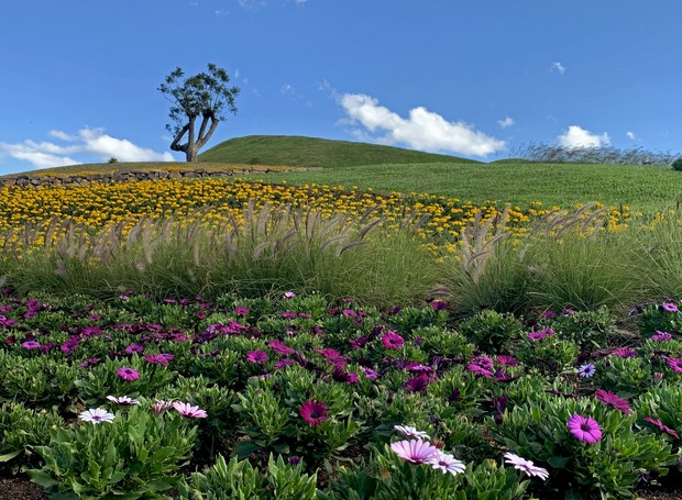 Mátria Parque de Flores conta com 7 milhões de mudas de plantas, semeadas há dois anos (Foto: Jô Moreira / Divulgação)