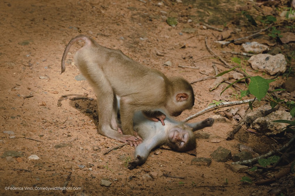 Um macaco "examinando" o outro — Foto: Federica Vinci/Comedy Wildlife 2022