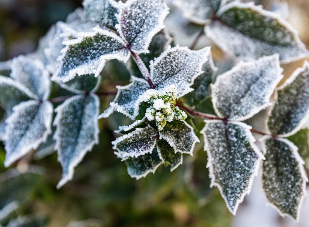 Frio, umidade e geada: o inverno é a época propícia para o aparecimento de fungos e doenças nas plantas (Foto: Pexels / Julia Zolotova / CreativeCommons)