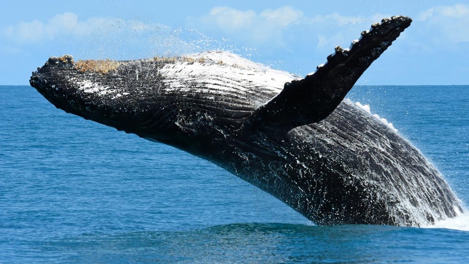 De 20 mil a 25 mil baleias-jubarte como esta vivem na costa brasileira e dão saltos com frequência