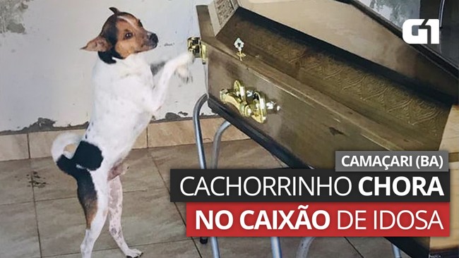 Cachorrinho chora no caixão de idosa; veja imagens