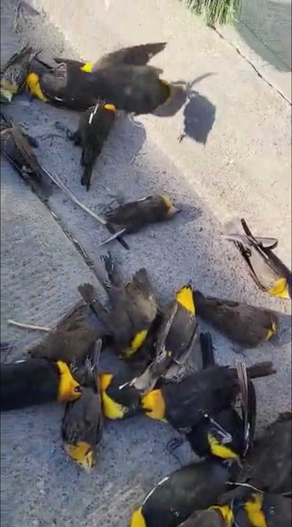 Pássaros mortos no chão após revoada de bando em cidade do México — Foto: Cortesia/Polícia de Chihuahua