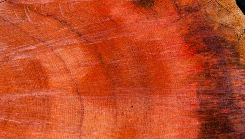 Os círculos concêntricos são os anéis de crescimento do pau-rosa, por meio dos quais se pode definir a variação do crescimento anual de cada árvore — Foto: Léo Ramos Chaves
