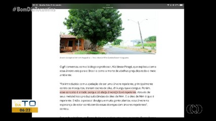 Árvore invasora que pode causar problemas ambientais é destaque no g1 Tocantins
