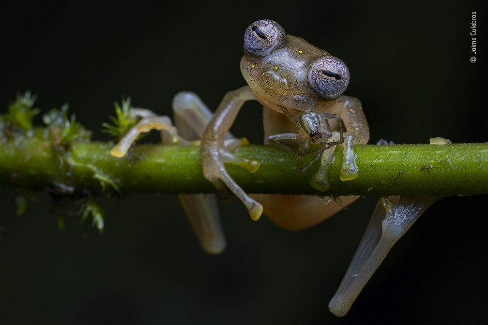 Vida em Equilíbrio, de Jaime Culebras, da Espanha — Foto: Jaime Culebras/Wildlife Photographer of the Year/BBC
