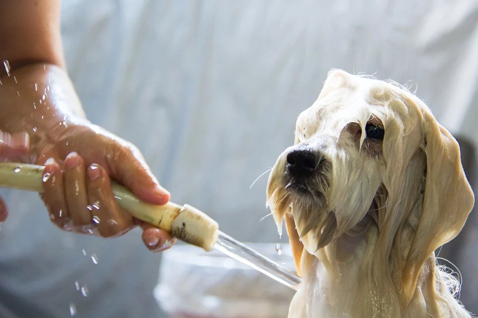 Enxaguar bem os pelos do cachorro após lavar com shampoo e condicionador é importante para prevenir problemas de dermatite (Foto: Pixabay/ kengkreingkrai/ CreativeCommons)