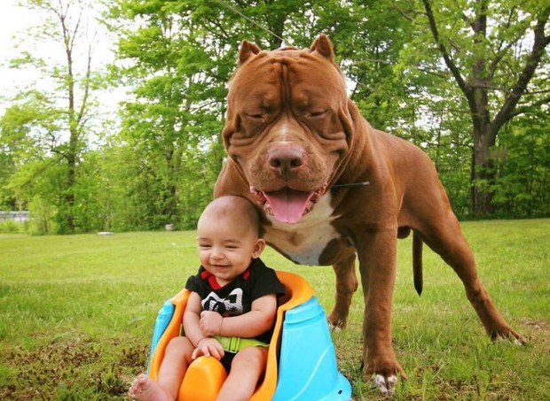 O pitbull com o pequeno Jackson (Foto: Reprodução/ Facebook)