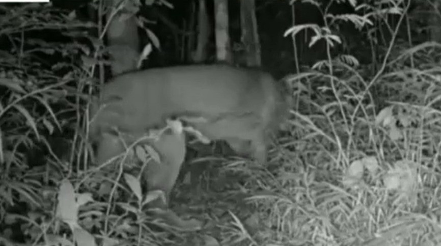 VÍDEO: Puma é flagrado em armadilha fotográfica em parque nacional de SC