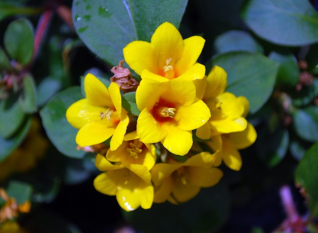 Lisimáquia: a coloração verde avermelhada das folhas faz uma linda combinação junto às flores amarelas (Foto: Flickr / just1snap / CreativeCommons)