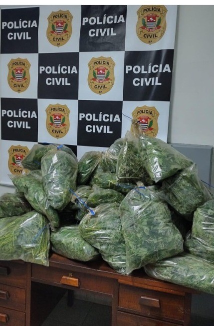 Polícia Civil prende 5 homens em 'laboratório de maconha' e apreende 52 kg da planta em Serra Negra
