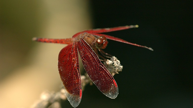 libelula-controle-biologico-horta (Foto: Creative Commons)