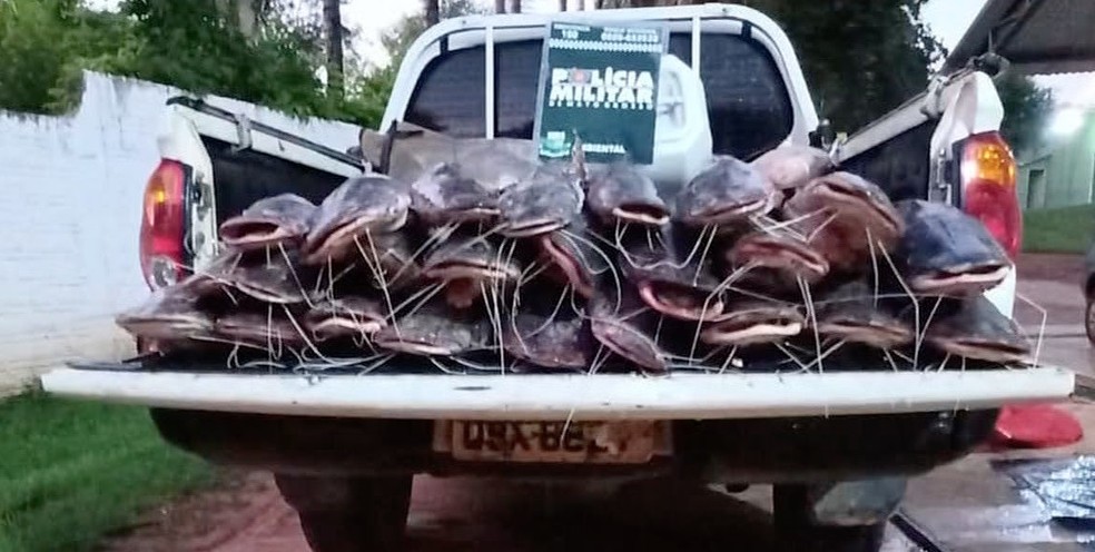 Pescado apreendido em Poxoru e Itiquira, municpios de Mato Grosso  Foto: Reproduo/TVCA