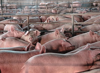 Criadores dos Estados Unidos abatem 7 milhões de suínos em decorrência do fechamento de frigoríficos (Foto: Gettyimages)
