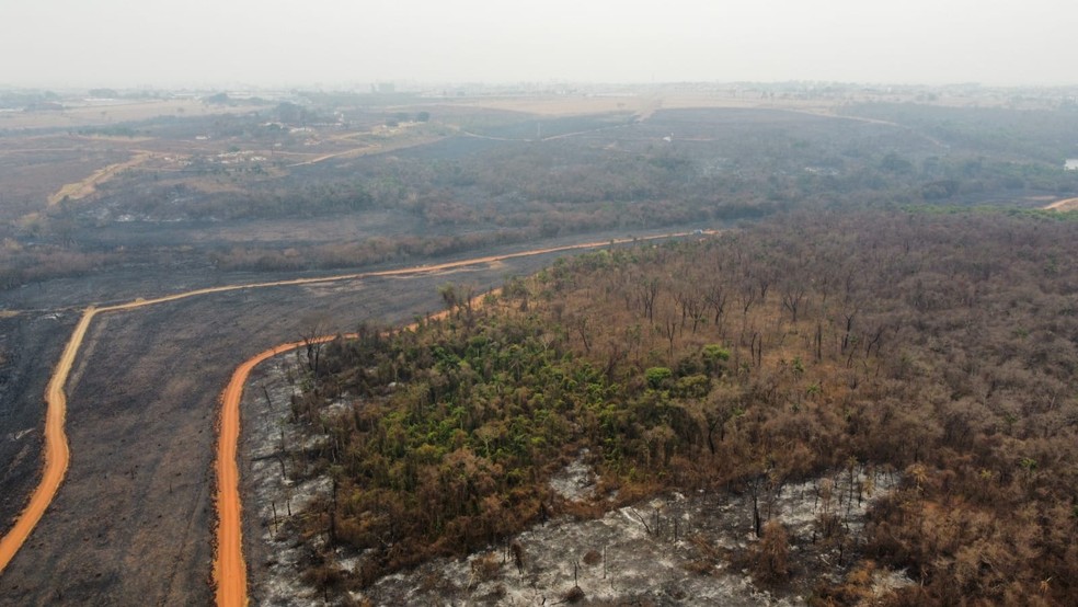Imagens aéreas mostram dimensão de área do antigo IPA atingida por queimada em Rio Preto (SP) — Foto: Polícia Militar Ambiental/Divulgação