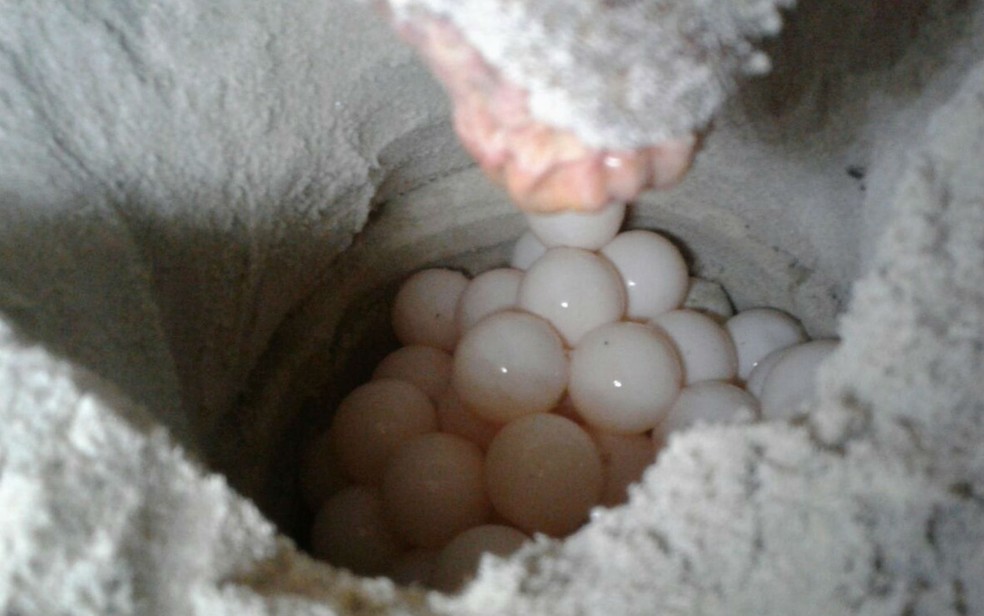Dezenas de ovos foram deixados na praia pela tartaruga (Foto: Robson Alcântara/Arquivo Pessoal)