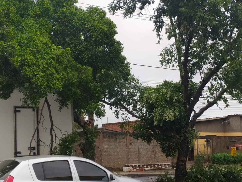 Caminhão-baú ficou enroscado em árvore na Avenida Paulo Marcondes — Foto: Mariana Gouveia/TV Fronteira