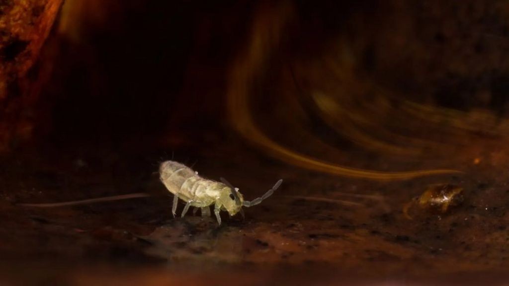O solo abriga grandes quantidades de organismos minúsculos, como os colêmbolos, que fazem ruídos distintos que só agora os cientistas começam a estudar (Foto: Getty Images via BBC News Brasil)