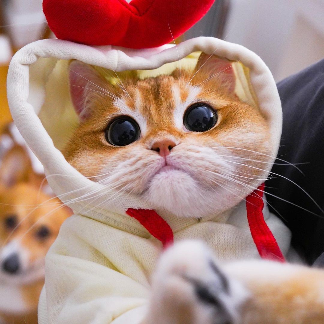 Gato de estimação que parece com Gato de Botas vira estrela na internet (Foto: Reprodução / Instagram)