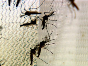 Microcefalia é causada por vírus da zika mutante, diz estudo (Foto: Rede Globo)