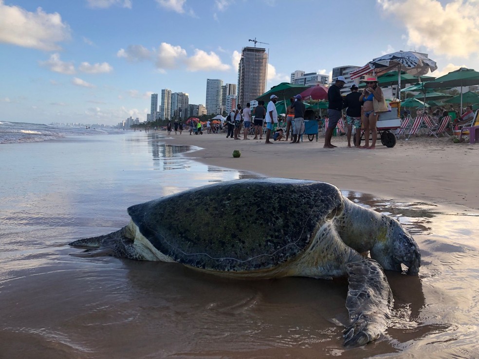 Tartaruga-oliva foi achada em Boa Viagem, na Zona Sul do Recife — Foto: Enio Miranda Junior/Reprodução/WhatsApp