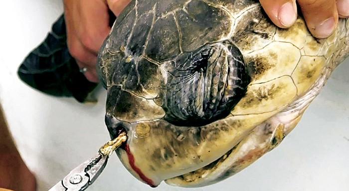 CENAS FORTES  Vídeo da remoção de um canudo de 10 cm  preso na narina da tartaruga-oliva dura oito minutos (Foto: Foto: Reprodução)