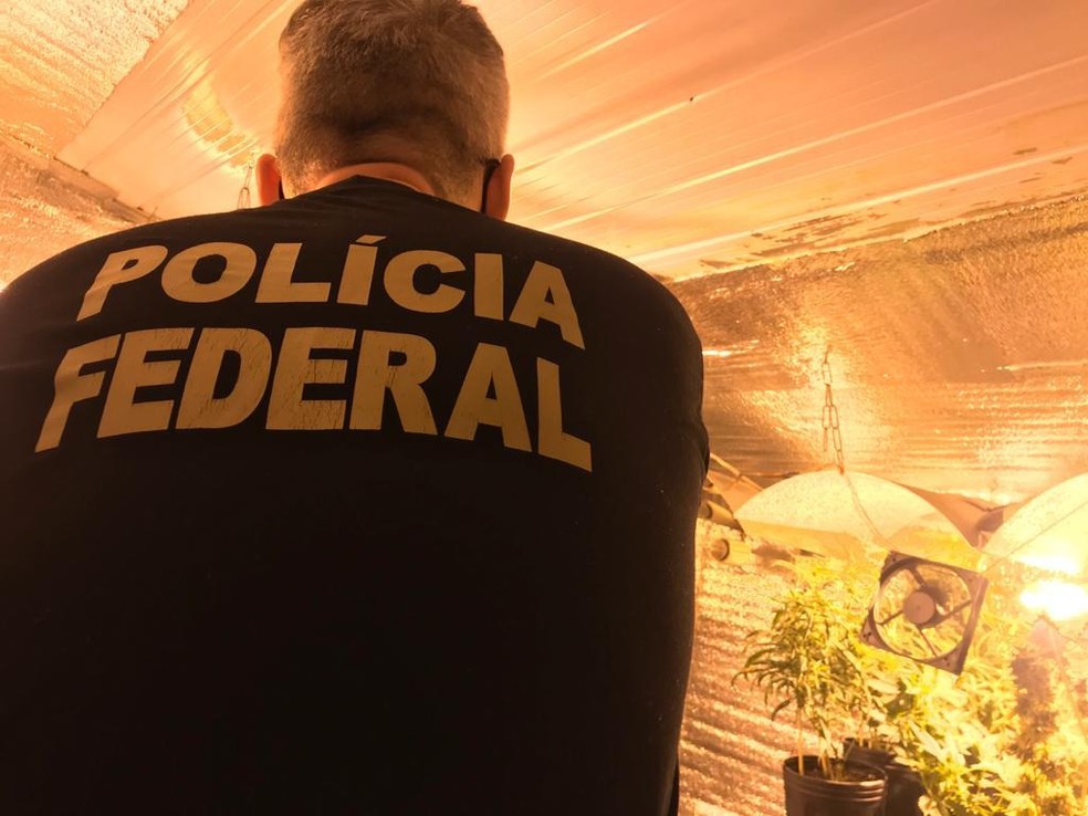 Após receber denúncias, Polícia Federal apreendeu pés de maconha em Santa Maria — Foto: Polícia Federal/Divulgação