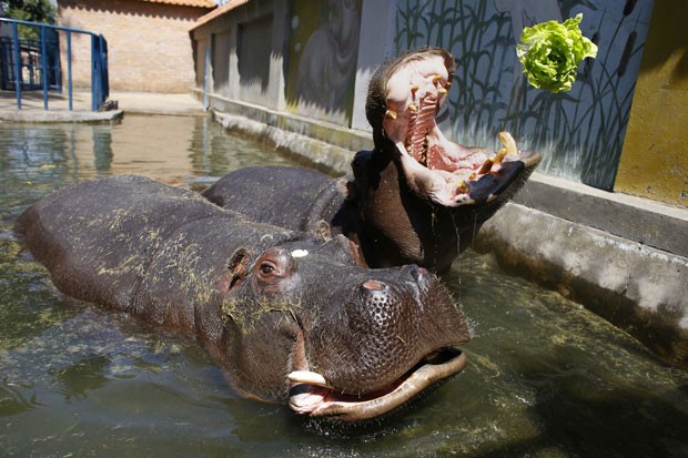 Hipopótamo come pé de alface durante alimentação em zoo de Belgrado (Foto: Marko Djurica/Reuters)