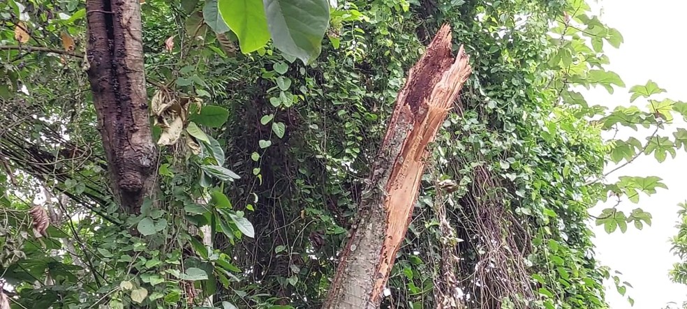 Por conta da queda de um galho, a colmeia das abelhas caiu da árvore. — Foto: Jean Beltrão/Rede Amazônica