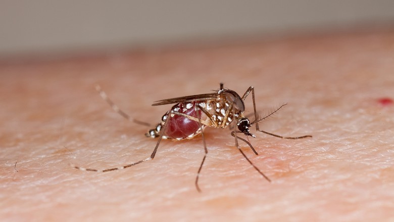 mosquito-da-dengue-aedes-aegypti-zika-chikungunya (Foto: USDA/CCommons)