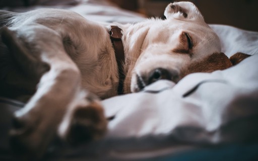 El 25% de los dueños de perros no saben que su perro sufre de ansiedad o depresión – Vida de Bicho