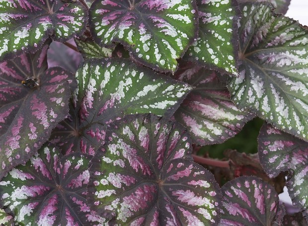 Com o nome científico de Begonia Rex, essa plantinha faz o maior sucesso com suas cores e facilidade de adaptação (Foto: Flickr / Brian Valentine / CreativeCommons)