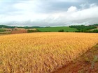 Chuva não dá trégua no RS e afeta plantio de arroz e colheita do trigo