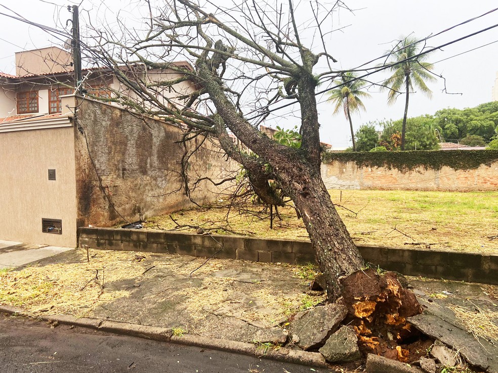 Além de puxar fiação, árvore também atingiu muro de uma casa — Foto: Edijan Del Santo/ EPTV