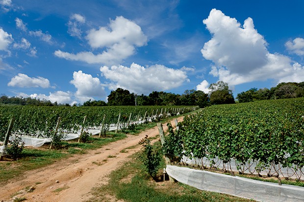 Lifestyle viagem - Os 50 hectares de vinhedo nas colinas da Fazenda Santa Maria (Foto: Carol Gherardi)