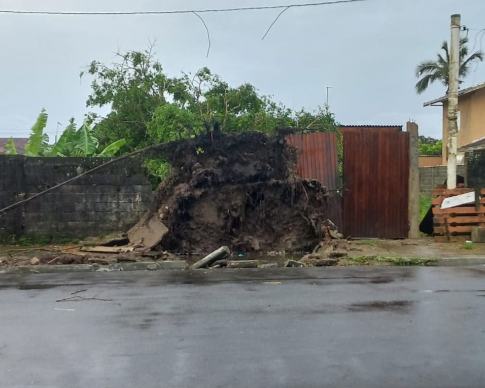 Uma árvore caiu no bairro Jardim Princesa, em Praia Grande, SP — Foto: Fabrícia Siqueira
