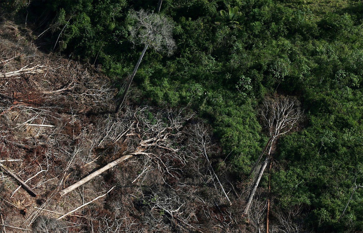 Amaz nia Bate Novo Recorde Nos Alertas De Desmatamento Em Junho Sinais 