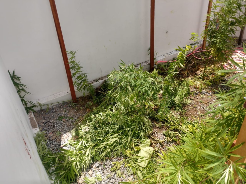 Droga foi encontrada em uma estufa no jardim da residência onde o suspeito morava, em Campina Grande — Foto: PMPB/Divulgação