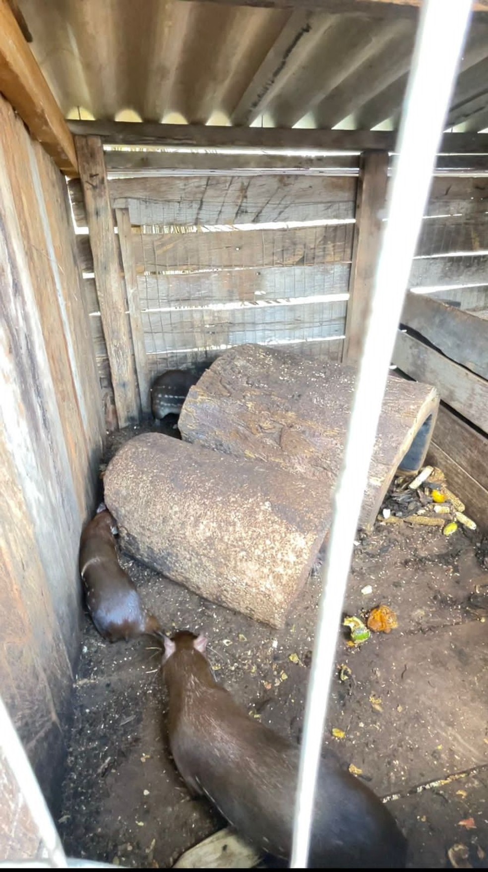 Os animais foram encontrados dentro de uma casinha e viviam presos, em uma situação insalubre. — Foto: Sema