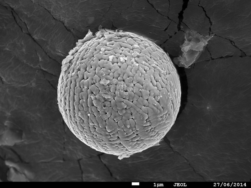 Foto de um dos meteoritos, tirada com o auxílio de um microscópio (Foto: Reprodução)