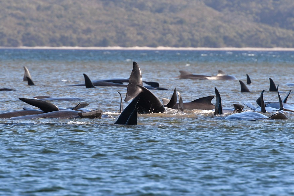 Grupo de baleias-piloto encalhadas em um banco de areia perto de Strahan, na Tasmânia, Austrália. — Foto: Brodie Weeding/Pool Photo via AP