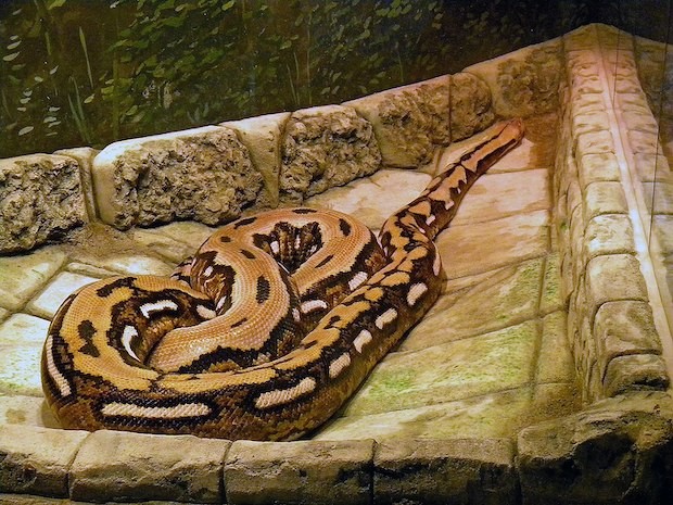 Python reticulatus (Foto: Shell Kinney / Wikimedia Commons / CreativeCommons)