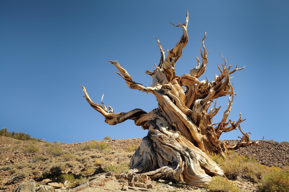 A árvore encontrada no Chile pode ser 600 anos mais velha que Matusalém, a atual árvore mais antiga do mundo — Foto: Pixabay / CC0 Domínio Público