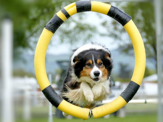 O agility é o esporte canino que mais cresce no mundo (Foto: Unsplash/ Andrea Lightfoot/ CreativeCommons)
