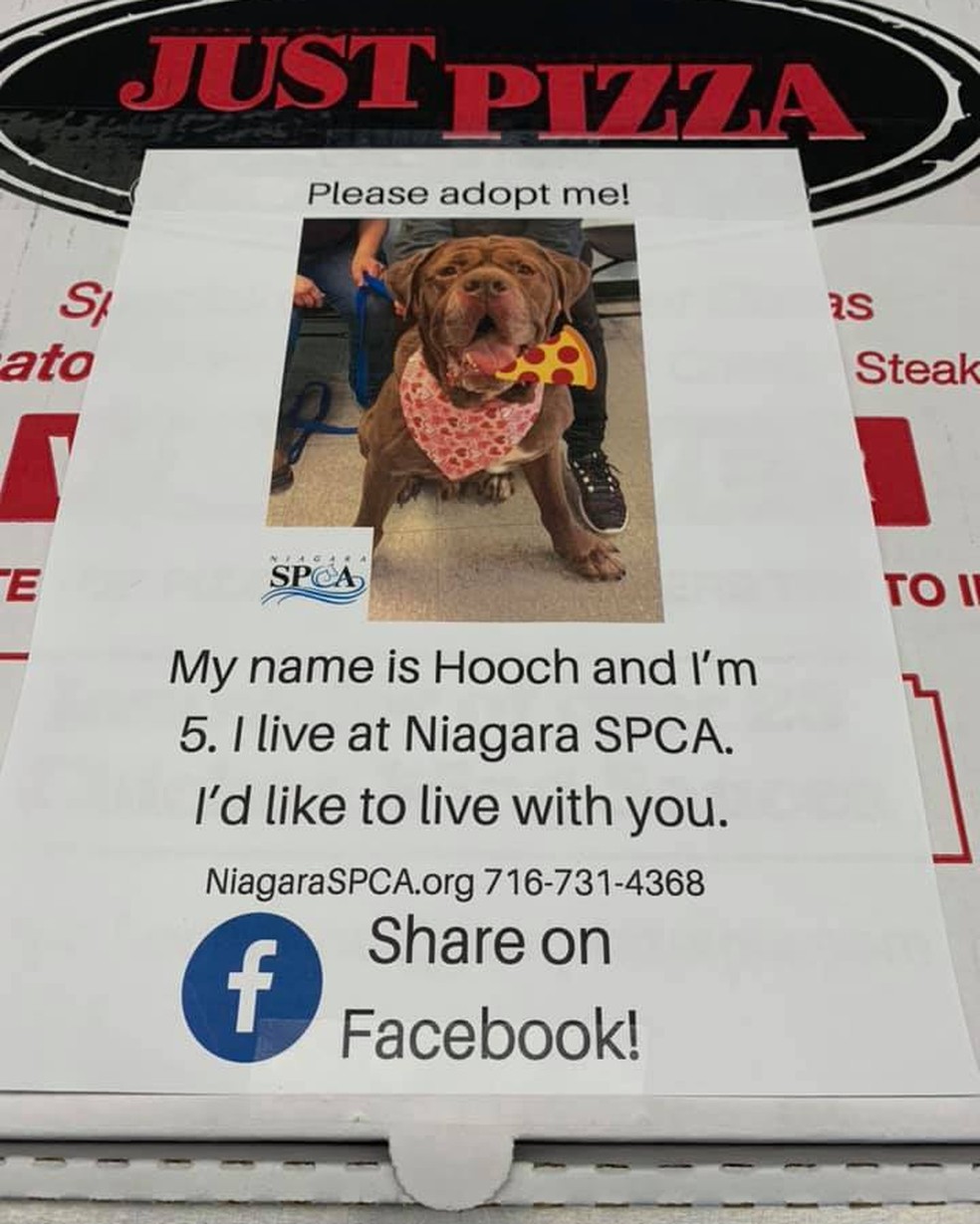 Embalagem de entrega de pizzaria em Nova York divulga fotos de cachorros que precisam de adoção. — Foto: Redes sociais/Reprodução.