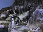 Aquário de Paranaguá, no litoral do PR, recebe 2 pinguins-de-magalhães