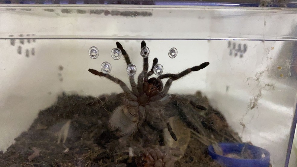 Aranhas que seriam enviadas pelos Correios foram apreendidas em operação da PF no ES — Foto: Divulgação/PF