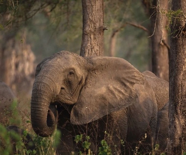 Elefante sem presa no Parque Nacional de Gorongosa (Foto: Reprodução / Instagram)