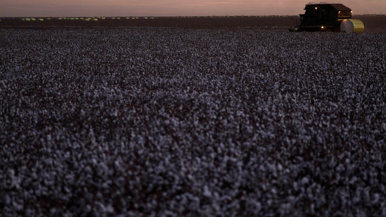 Colheita de algodão no distrito de Roda Velha (BA) 11/09/2018  (Foto: REUTERS/Ricardo Moraes)