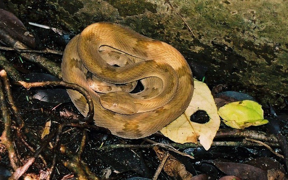 Ao contrário das espécies do continente, ela é menor e mais pesada e tem pele mais elástica (Foto: Marcelo Ribeiro Duarte)